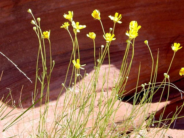 MoabFlowers (1295)